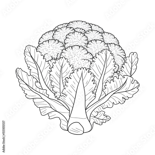 A black and white cauliflower illustration line art of a coloring page