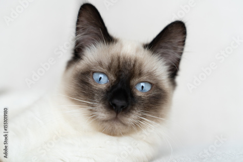 Adorable Balinese Siamese Cat Portrait with Bright Blue Eyes on Light Background