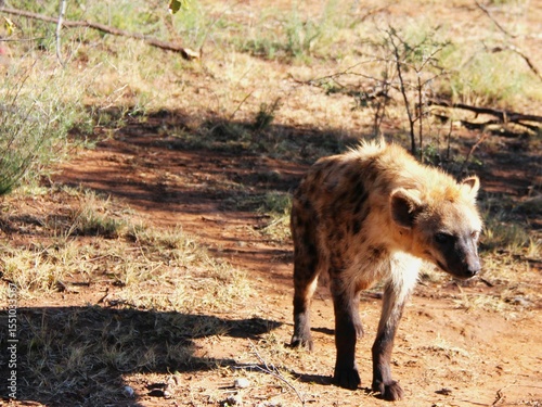 A striking photo of a spotted hyena basking in sunlight near Parys, South Africa. Perfect for wildlife photography collections or safari-themed content.