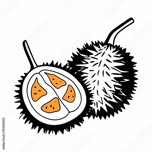 Durian Fruit Illustration Exotic Asian Fruit Drawing