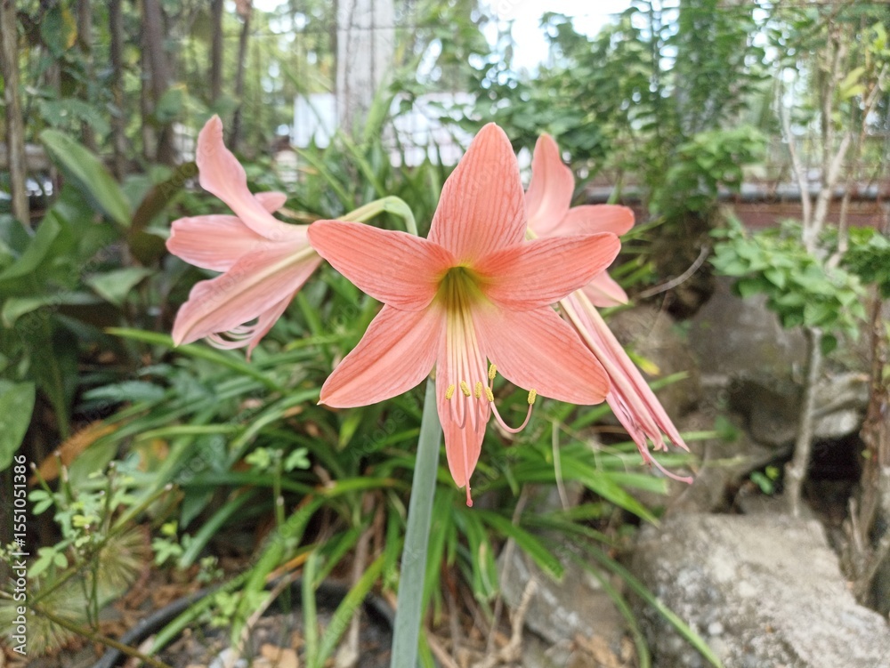 Fototapeta premium Blooming Pink Amaryllis Flower in Garden. Close-up of a blooming pink Amaryllis flower surrounded by green foliage in a lush tropical garden, natural and vibrant outdoor scene