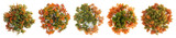 PNG Autumn trees vibrant aerial view, element set on transparent background