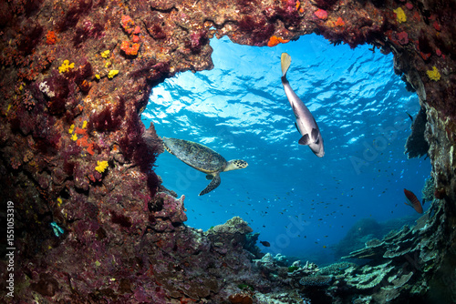 Fototapeta Naklejka Na Ścianę i Meble -  A sea turtle and a fish glide past a vibrant coral arch off Lady Elliot Island, surrounded by colourful reef life in crystal-clear water.
