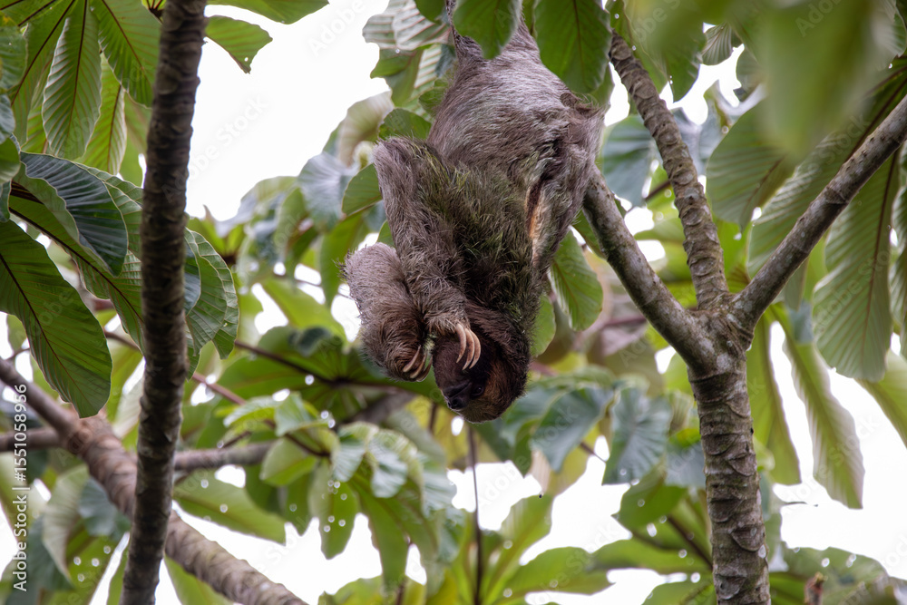 Fototapeta premium A Brown-throated Three-toed Sloth in Costa Rica