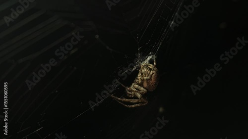 Spider sitting and feeding its prey on its weaved web isolated on a black background