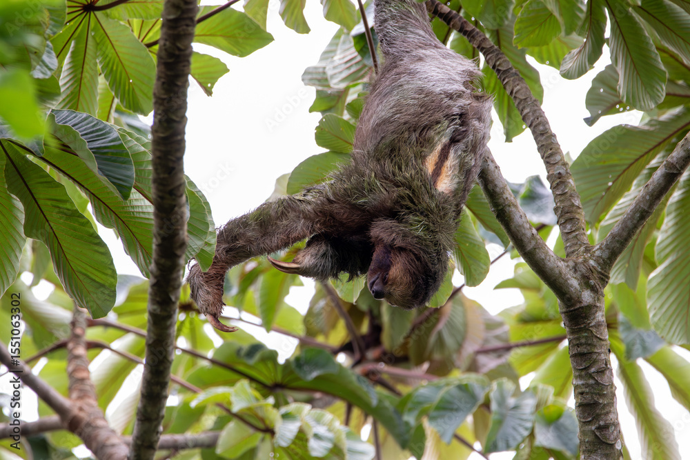 Fototapeta premium A Brown-throated Three-toed Sloth in Costa Rica