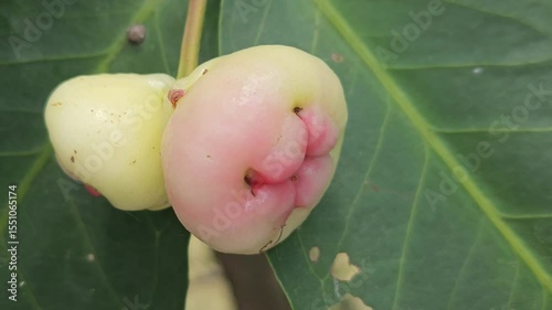 Syzygium samarangense has many common names depending on the region. Gulab Jamun, Jambos, Jambu, Malabar Plum, Panineer Champakka, Mountain Apple, Cloud apple, Wax apple, Malay apple, and Pau Têe.
