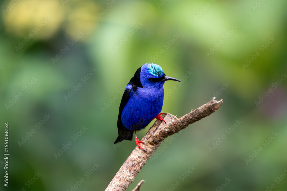 A Red-legged Honeycreeper in Costa Rica A Red-legged Honeycreeper in Costa Rica