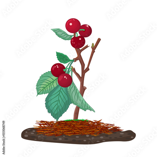 Organic mulching. Weed management. Plant with berries and red mulch. Mulches and mulching of beds and plants for decorative finish, soil protection.Woody waste, natural tree bark using as mulch.Vector