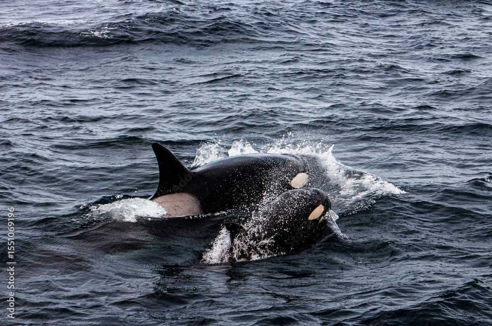 Fototapeta premium Absolutely wonderful image of a mum orca and her calf in the nature. Picture taken in Bremer Bay canyon in south western australia. Two orcas swimming at the surface of the ocean.