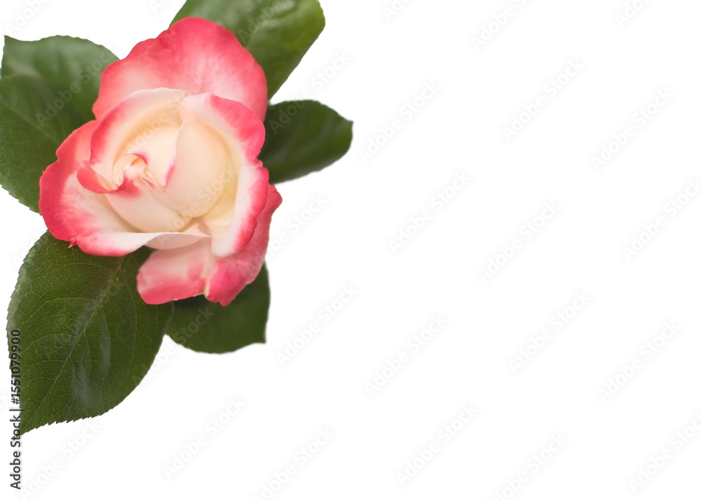 Fototapeta premium Top View of White Rose with Pink Edges and Leaves Isolated on White Background. copy space.