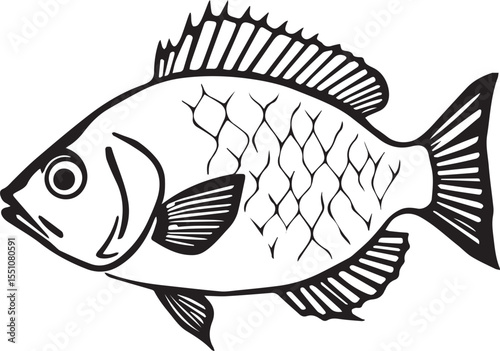 silhouette fish seabass on white background, vector illustration
