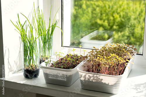 Seedlings and Regrowing Scallions on Window Sill in Sun. Green Plants Growing in Pots Inside House.