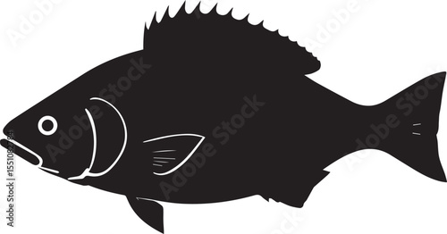 silhouette fish seabass on white background, vector illustration