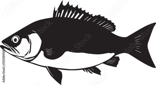 silhouette fish seabass on white background, vector illustration