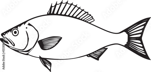 silhouette fish seabass on white background, vector illustration