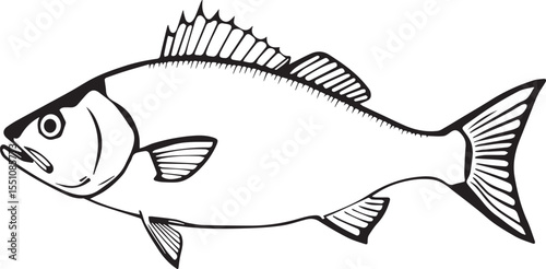 silhouette fish seabass on white background, vector illustration
