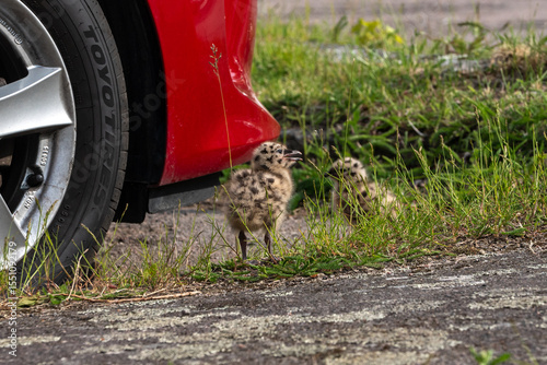 Seagull chicks on asphalt and grass