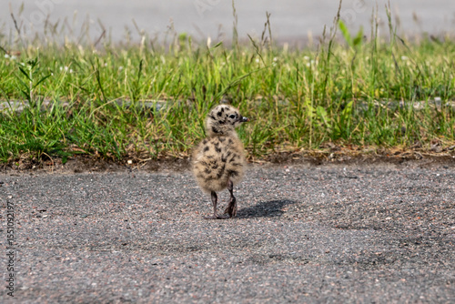 Seagull chicks on asphalt and grass