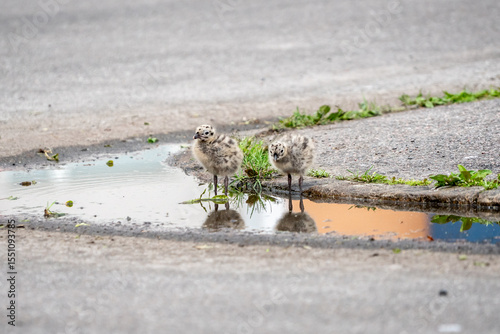 Seagull chicks in puddle on asphalt