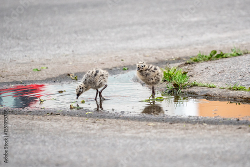 Seagull chicks in puddle on asphalt