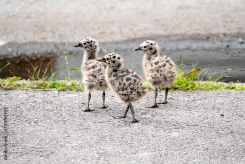 Seagull chicks on asphalt and grass