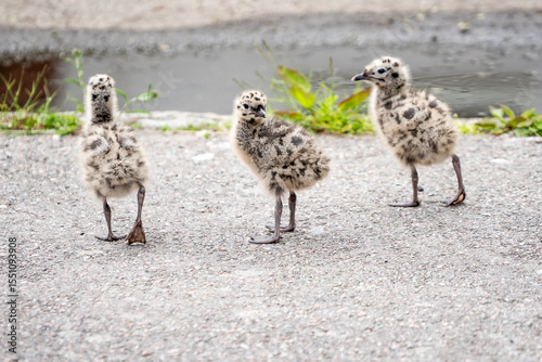 Seagull chicks on asphalt and grass