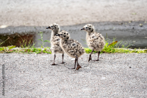 Seagull chicks on asphalt and grass