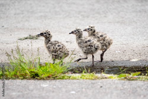 Seagull chicks on asphalt and grass