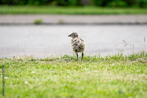 Seagull chick on asphalt