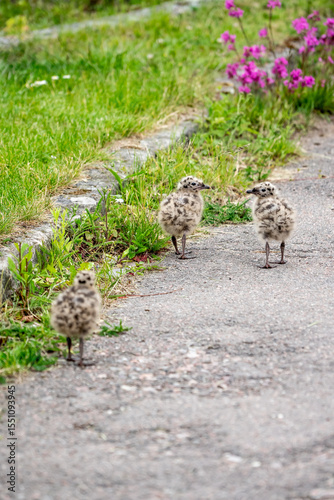 Seagull chicks on asphalt and grass