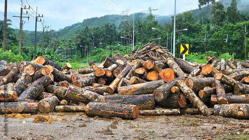 Lumber Pile in Forest: A large pile of freshly cut logs sits at the edge of a forest, showcasing the aftermath of forestry. Stacks of logs at a forest logging site on a rainy day, deforestation