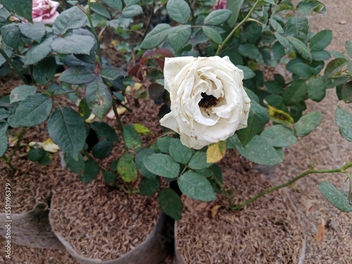 Flowers bloom in a beautiful garden in sight 
