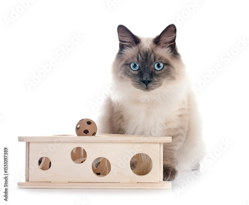 siberian cat in studio