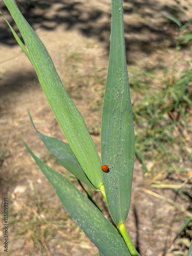 Ladybug on a green leaf covered in aphids in a natural garden setting, concept of pest control, organic farming, beneficial insects.