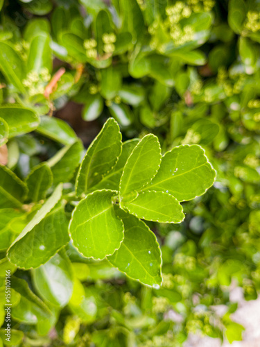 Green leaves of viburnum odoratissimum