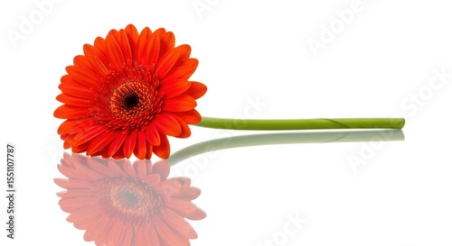 red gerber daisy