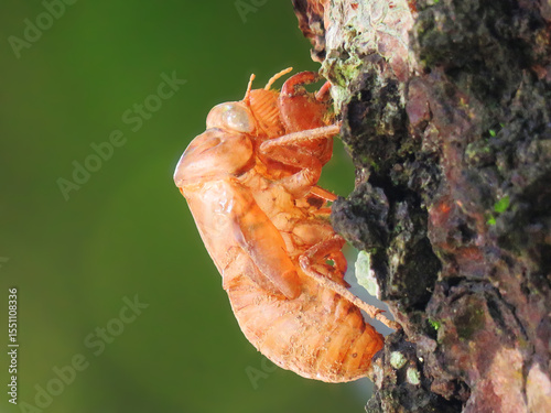Close-up of a cicada exoskeleton clinging to tree bark, highlighting the insect's molting stage in its life cycle.