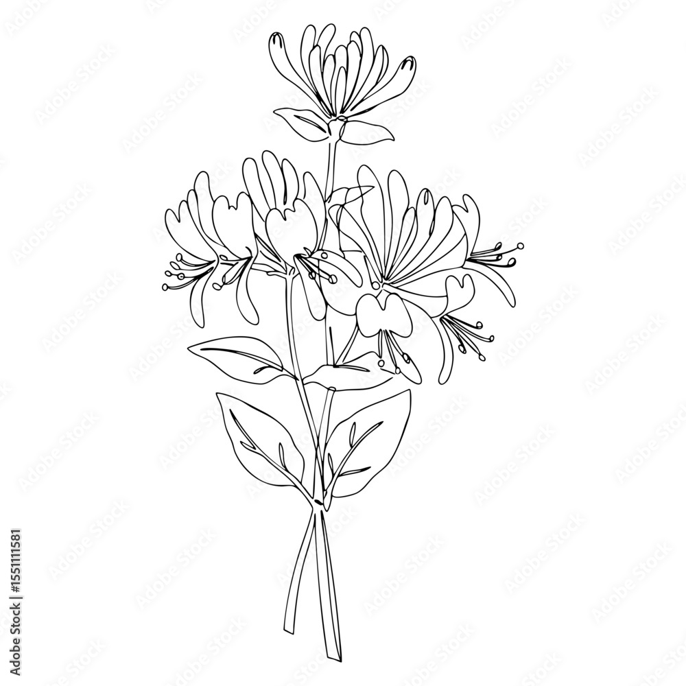 Fototapeta Vector line art of honeysuckle flowers with blooming petals and slender leaves, elegant floral botanical illustration