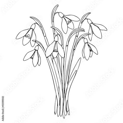 Vector line art of snowdrop flower bouquet with arched stems and hanging blossoms, minimalist floral design
