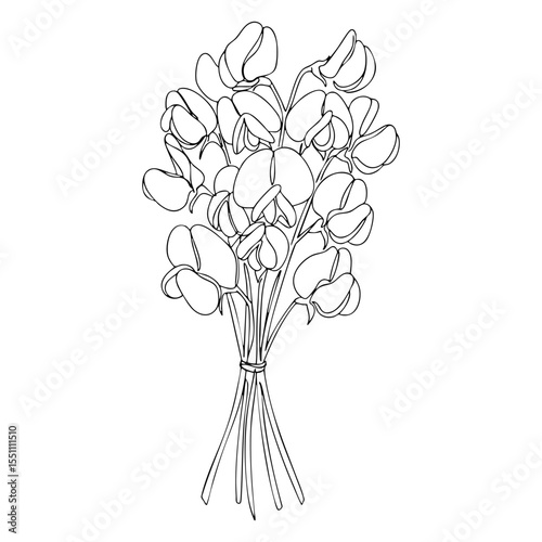 Vector line art of sweet pea flower bouquet tied with string, delicate hand-drawn botanical style