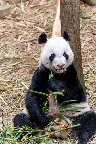 A giant panda from China enjoying a meal of fresh bamboo