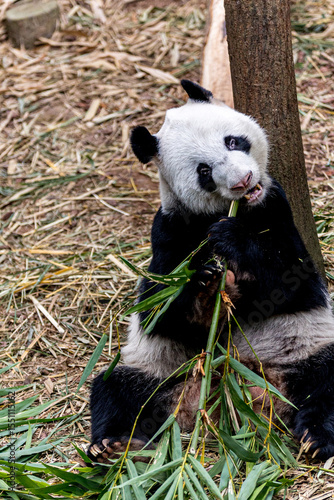 A giant panda from China enjoying a meal of fresh bamboo