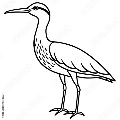 Whimbrel Minimalist Line Art Illustration