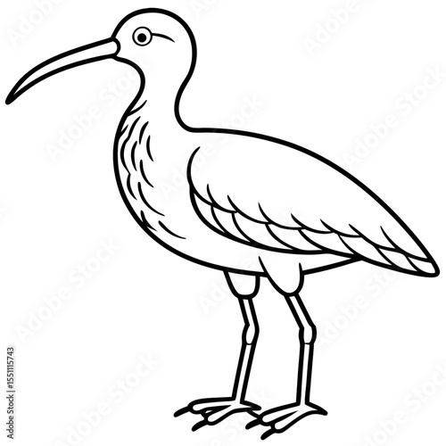 Whimbrel Minimalist Line Art Illustration