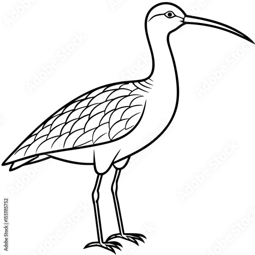 Whimbrel Minimalist Line Art Illustration