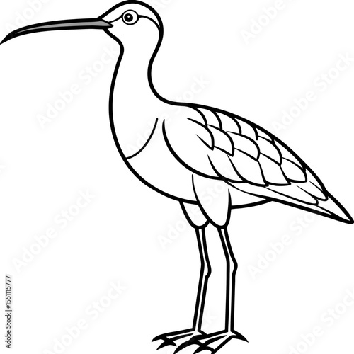 Whimbrel Minimalist Line Art Illustration