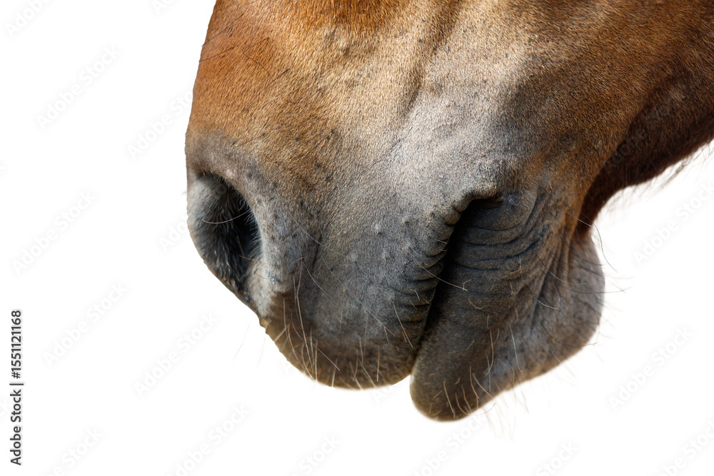Naklejka premium A close up of a horse's nose with a white background