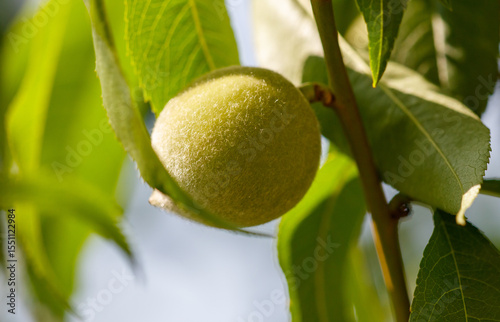 Wallpaper Mural A green peach hanging from a tree Torontodigital.ca