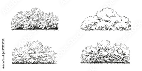 Black and White Bush and Shrub Illustration Set. Landscape Architecture and Garden Design Element Collection. Detailed Botanical Art. Isolated Vector Illustration